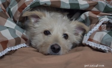 104 Authentic Swedish Dog Names for Your New Companion