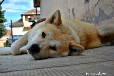 104 Authentic Swedish Dog Names for Your New Companion