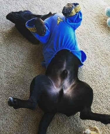 146 Star Trek‑Inspired Dog Names: Classic & Fun Choices for Your Furry Friend