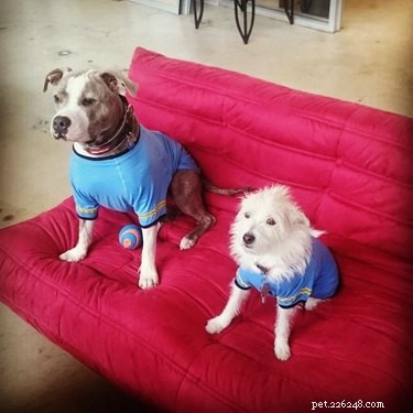 146 Star Trek‑Inspired Dog Names: Classic & Fun Choices for Your Furry Friend