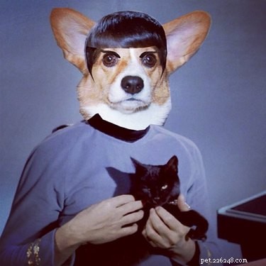 146 Star Trek‑Inspired Dog Names: Classic & Fun Choices for Your Furry Friend