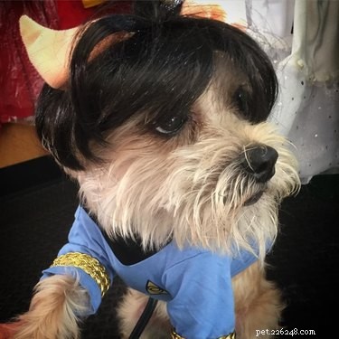 146 Star Trek‑Inspired Dog Names: Classic & Fun Choices for Your Furry Friend