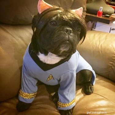 146 Star Trek‑Inspired Dog Names: Classic & Fun Choices for Your Furry Friend