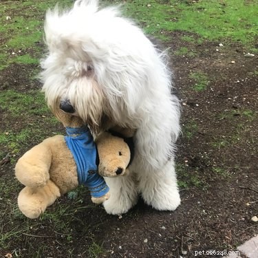 146 Star Trek‑Inspired Dog Names: Classic & Fun Choices for Your Furry Friend
