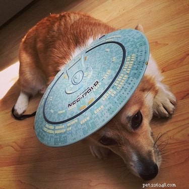 146 Star Trek‑Inspired Dog Names: Classic & Fun Choices for Your Furry Friend