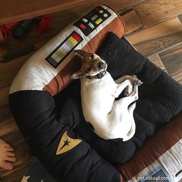 146 Star Trek‑Inspired Dog Names: Classic & Fun Choices for Your Furry Friend
