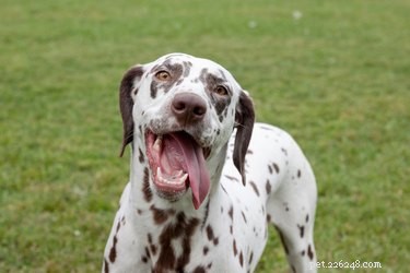 101 Dalmatian Names: Expert Picks for Your Spotty Companion