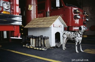 101 Dalmatian Names: Expert Picks for Your Spotty Companion