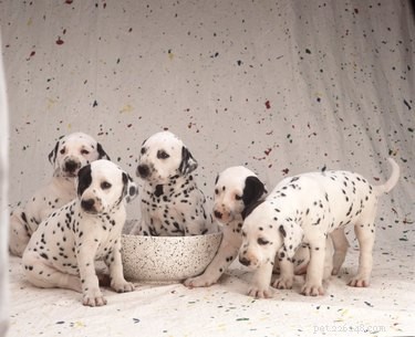 101 Dalmatian Names: Expert Picks for Your Spotty Companion