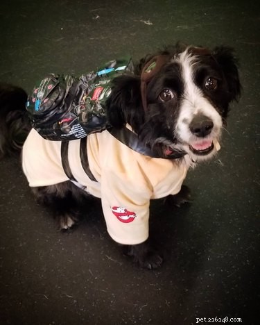 111 Futuristic Dog Names Inspired by Science Fiction