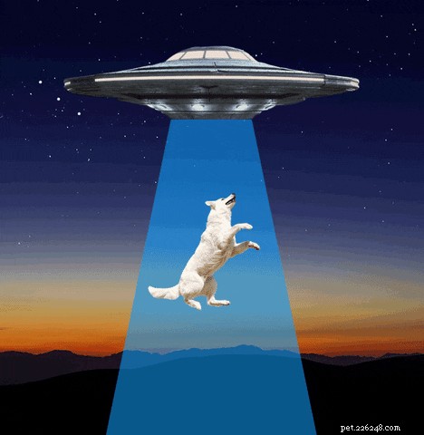 111 Futuristic Dog Names Inspired by Science Fiction
