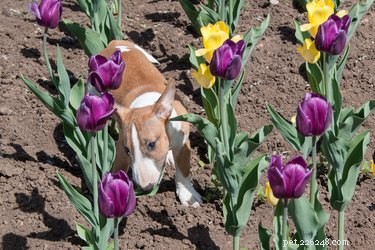 Explore 130 Elegant Dutch Names for Your Dog