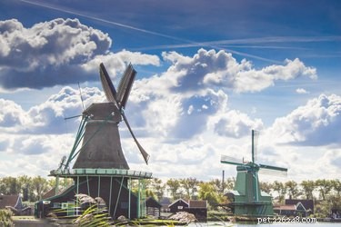 Explore 130 Elegant Dutch Names for Your Dog