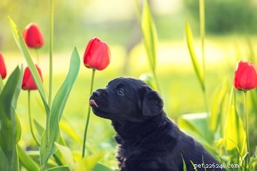 Explore 130 Elegant Dutch Names for Your Dog