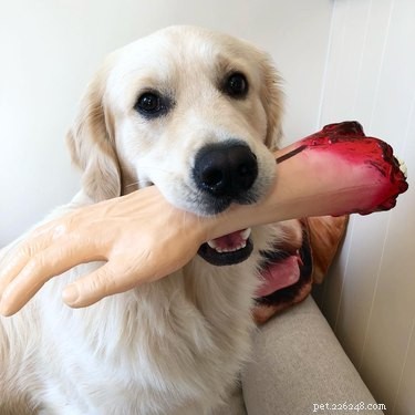 Give Your Dog a Thrilling Twist: 101 Horror Film‑Inspired Names