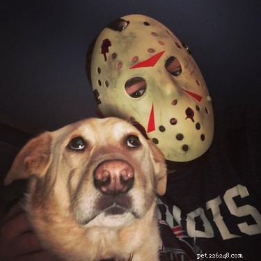 Give Your Dog a Thrilling Twist: 101 Horror Film‑Inspired Names