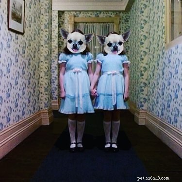 Give Your Dog a Thrilling Twist: 101 Horror Film‑Inspired Names