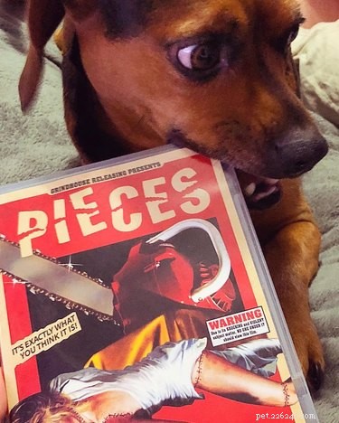 Give Your Dog a Thrilling Twist: 101 Horror Film‑Inspired Names