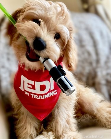 117 Star Wars Dog Names: From Heroes to Villains