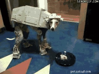 117 Star Wars Dog Names: From Heroes to Villains