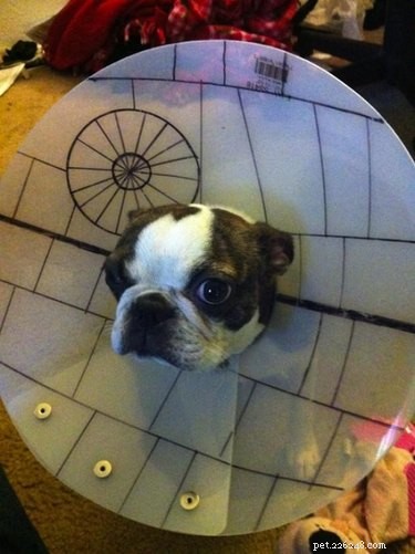 117 Star Wars Dog Names: From Heroes to Villains