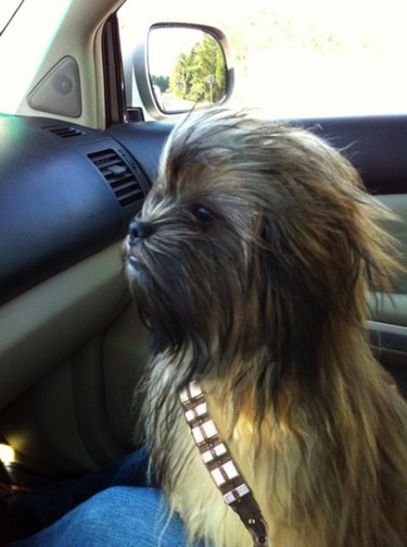 117 Star Wars Dog Names: From Heroes to Villains