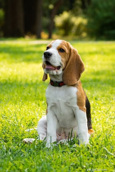 106 Creative Names for Your Beagle: A Comprehensive Guide