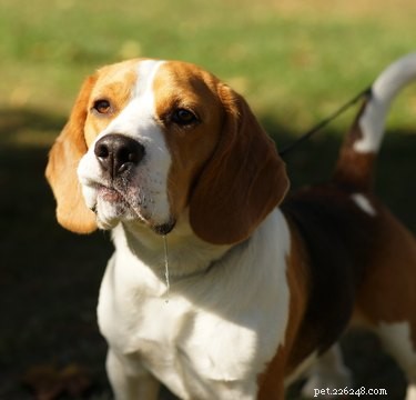 106 Creative Names for Your Beagle: A Comprehensive Guide