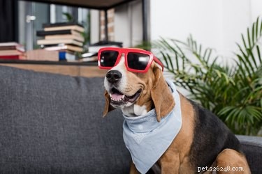 106 Creative Names for Your Beagle: A Comprehensive Guide