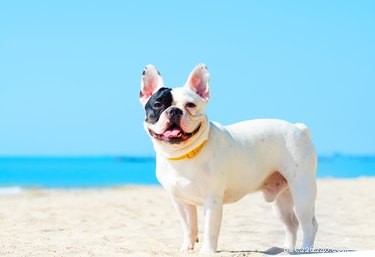 Discover 202 Authentic Hawaiian Dog Names for Your Furry Friend