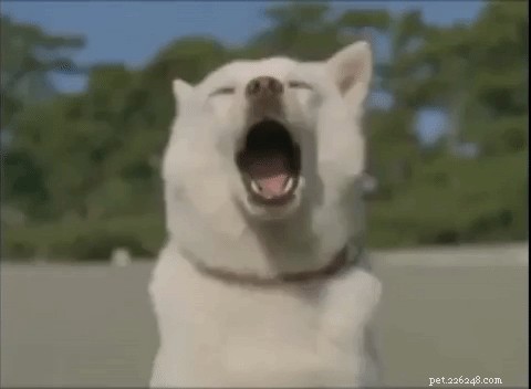 326 Authentic Japanese Dog Names for Your Pet