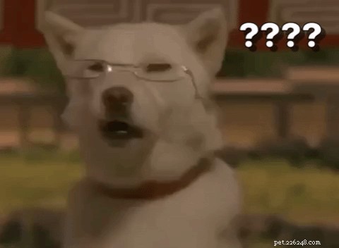 326 Authentic Japanese Dog Names for Your Pet