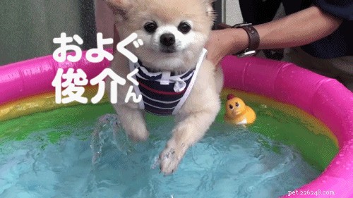 326 Authentic Japanese Dog Names for Your Pet