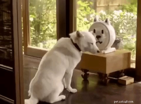 326 Authentic Japanese Dog Names for Your Pet