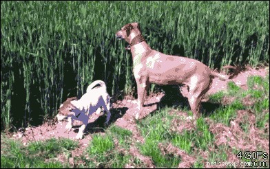 290 Strong & Stylish Hunting Dog Names to Fit Your Loyal Companion