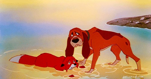290 Strong & Stylish Hunting Dog Names to Fit Your Loyal Companion