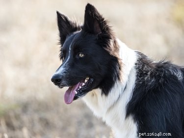 155 Meaningful Native American Dog Names for a Beautiful & Powerful Choice