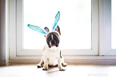 155 Meaningful Native American Dog Names for a Beautiful & Powerful Choice