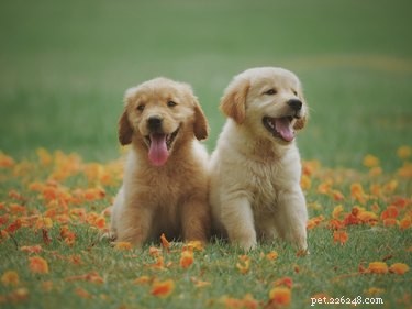 155 Meaningful Native American Dog Names for a Beautiful & Powerful Choice