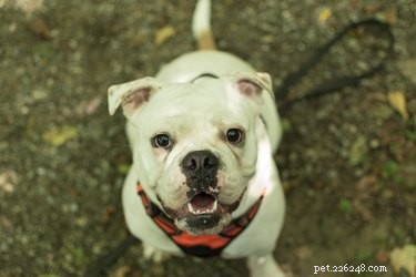 155 Meaningful Native American Dog Names for a Beautiful & Powerful Choice