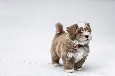 155 Meaningful Native American Dog Names for a Beautiful & Powerful Choice