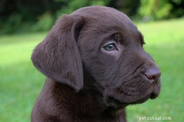 155 Meaningful Native American Dog Names for a Beautiful & Powerful Choice