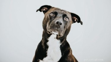 245 Powerful Dog Names to Showcase Your Pup’s Strength