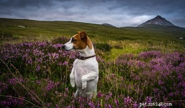 Discover 220 Charming Irish Dog Names to Bring Luck to Your Pup