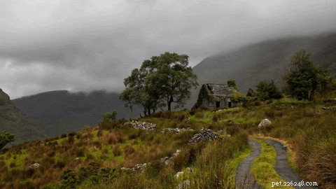 Discover 220 Charming Irish Dog Names to Bring Luck to Your Pup