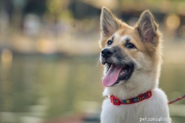 Authentic Greek Dog Names: 227 Timeless Choices