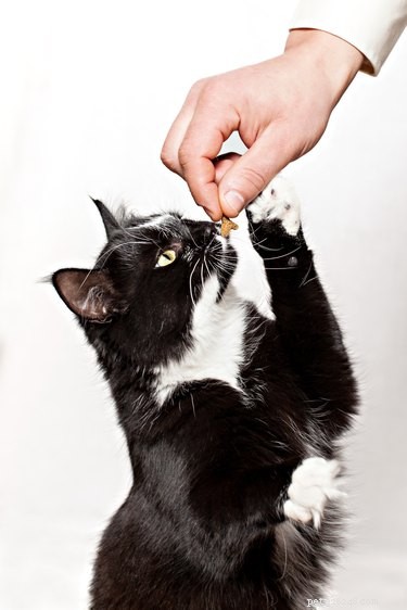 Do Cats Truly Recognize Their Names? A Closer Look