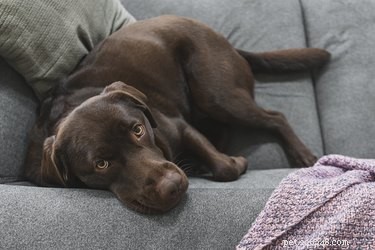 183 Iconic Dog Names Inspired by Pop Culture