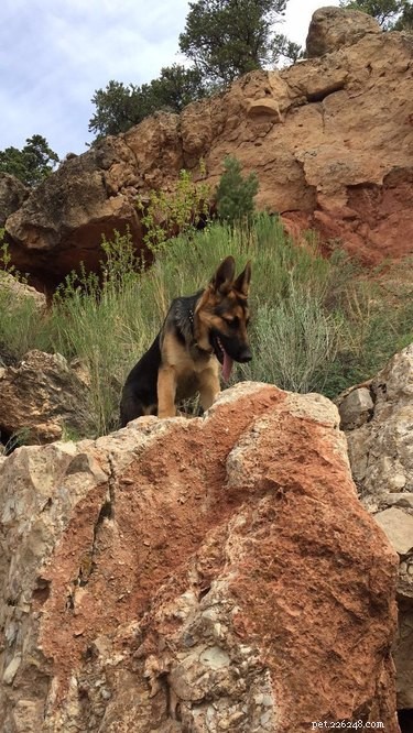 168 Strong & Rugged Dog Names for the Toughest Canines