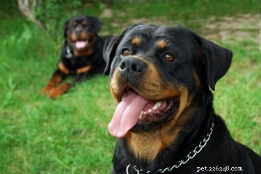 168 Strong & Rugged Dog Names for the Toughest Canines